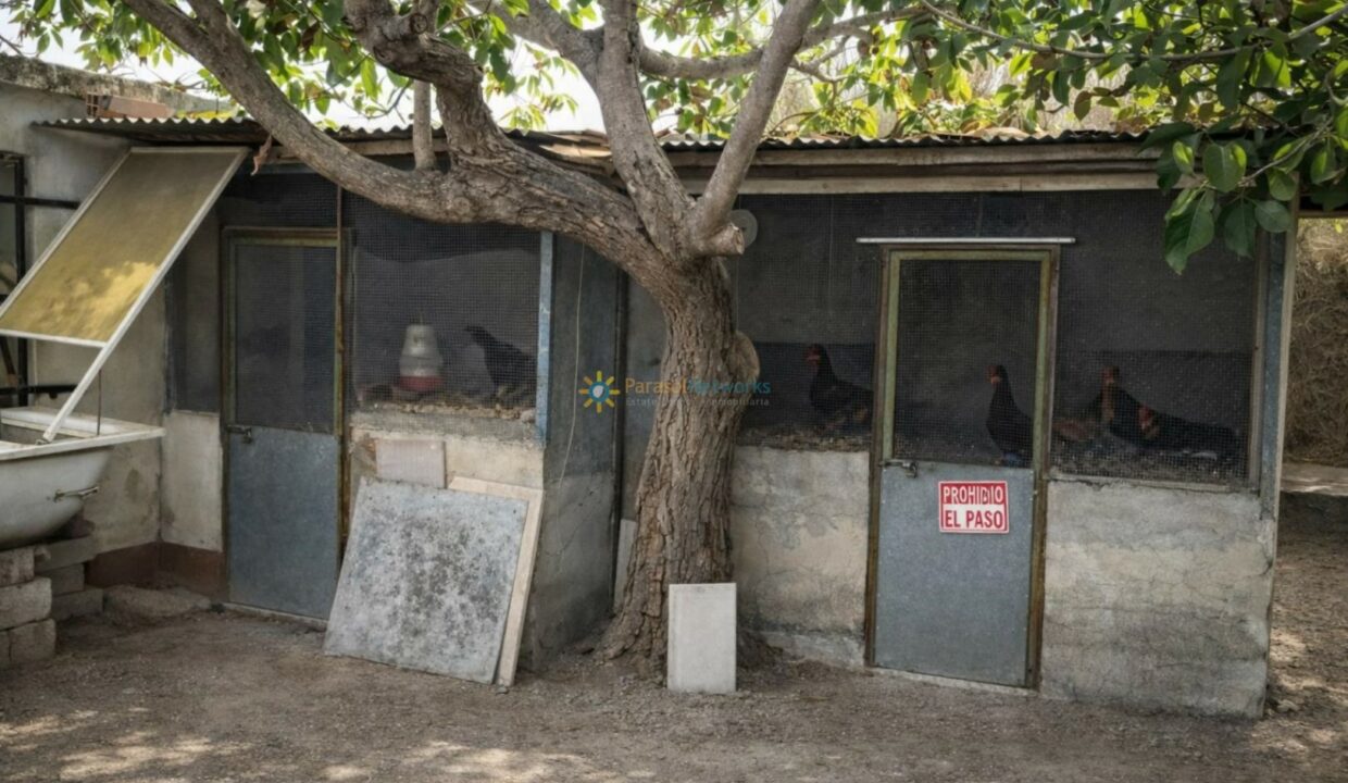Cercados de gallinas bajo árbol antiguo