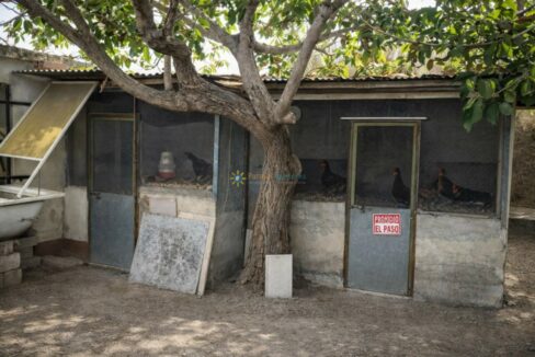Cercados de gallinas bajo árbol antiguo