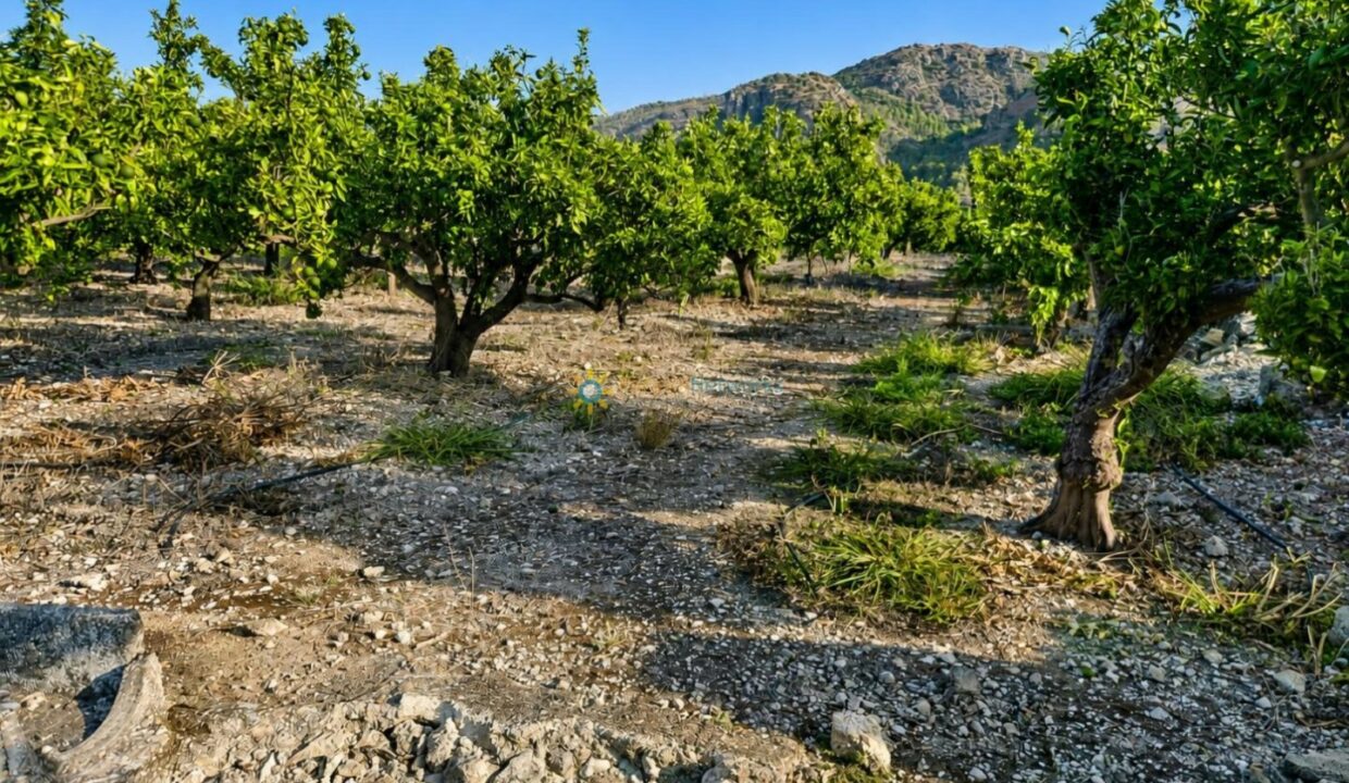 ChatGPT Image 11 ago 2026, 13_51_53