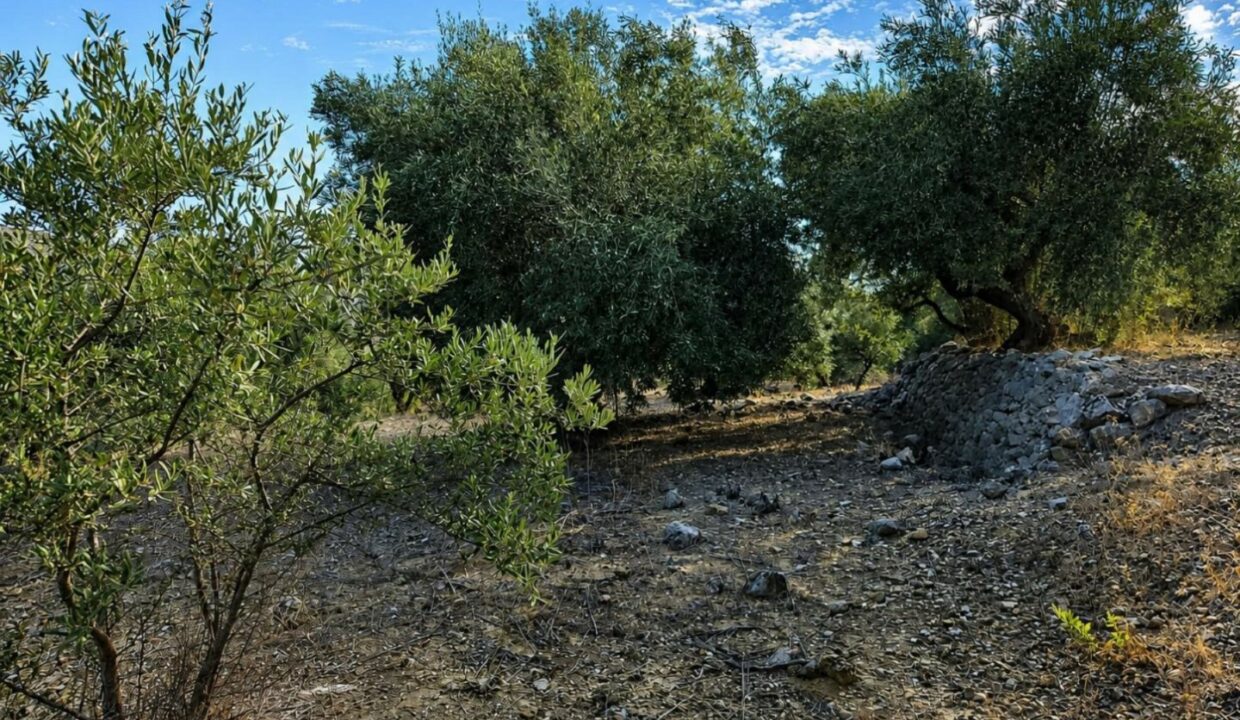 ChatGPT Image 17 ago 2026, 13_37_38