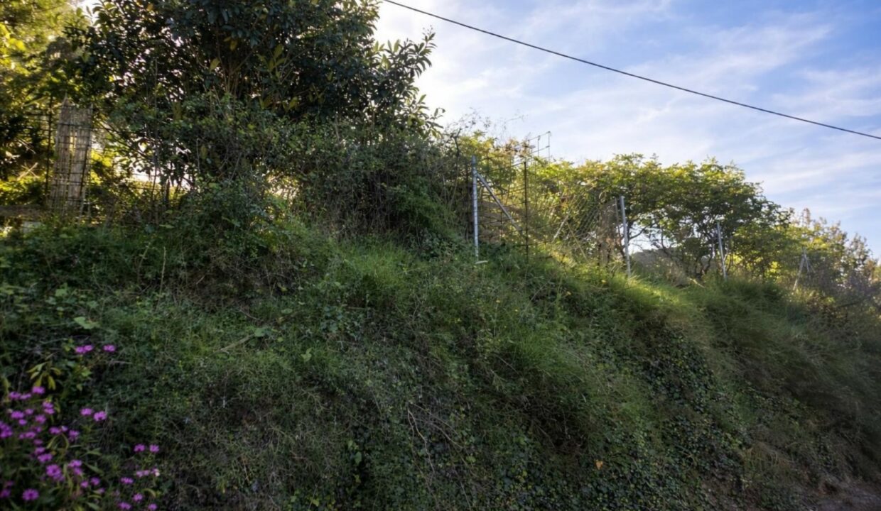 Colina exuberante al amanecer