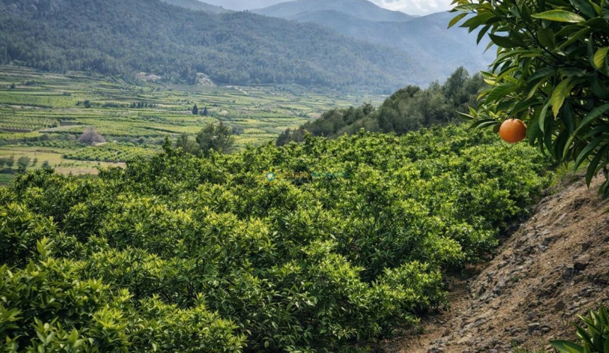 Huerta de naranjos en el valle