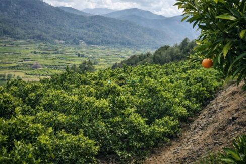 Huerta de naranjos en el valle