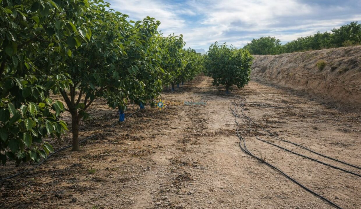 Huerto de árboles frutales soleado