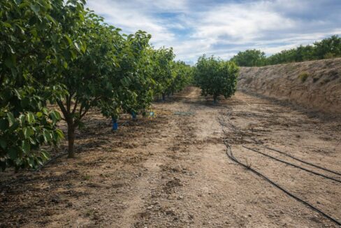 Huerto de árboles frutales soleado