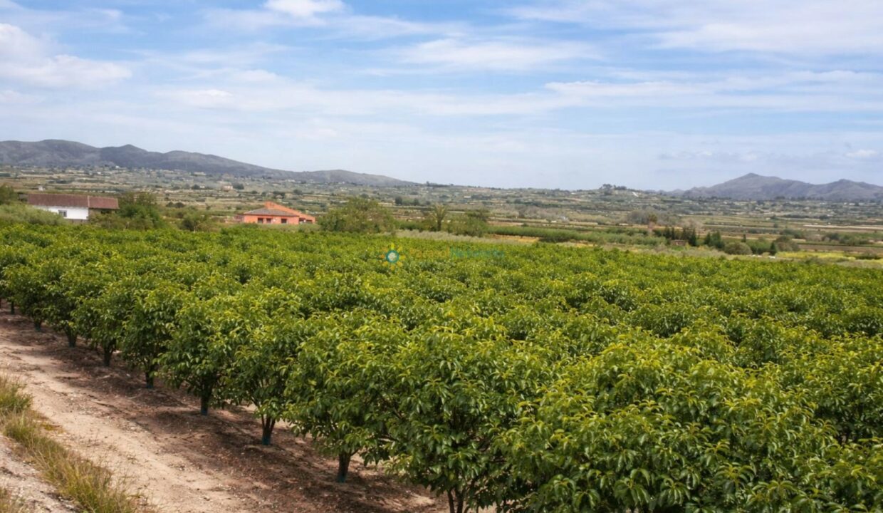 Huerto de cítricos en pleno sol