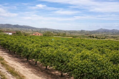 Huerto de cítricos en pleno sol