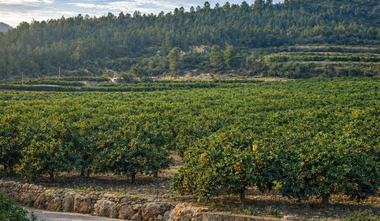 Huerto de naranjas en paisaje montañoso