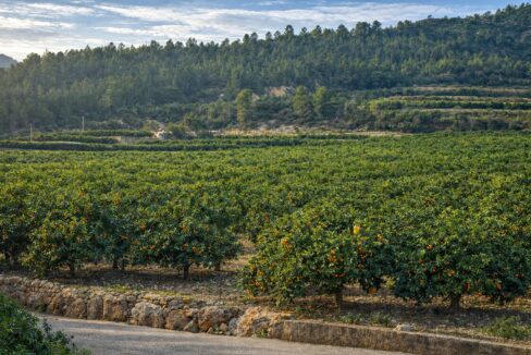 Huerto de naranjas en paisaje montañoso(1)