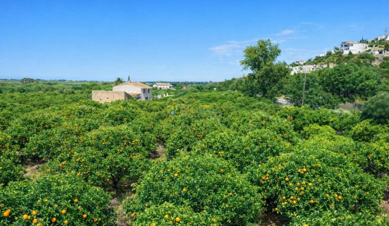 Huerto de naranjas junto a casa rural