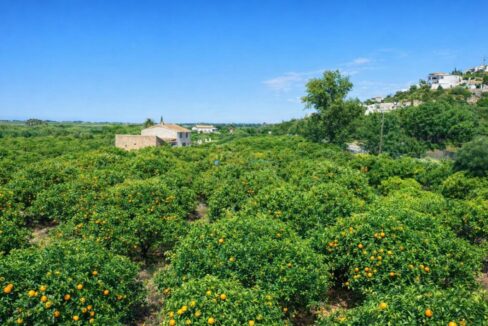 Huerto de naranjas junto a casa rural