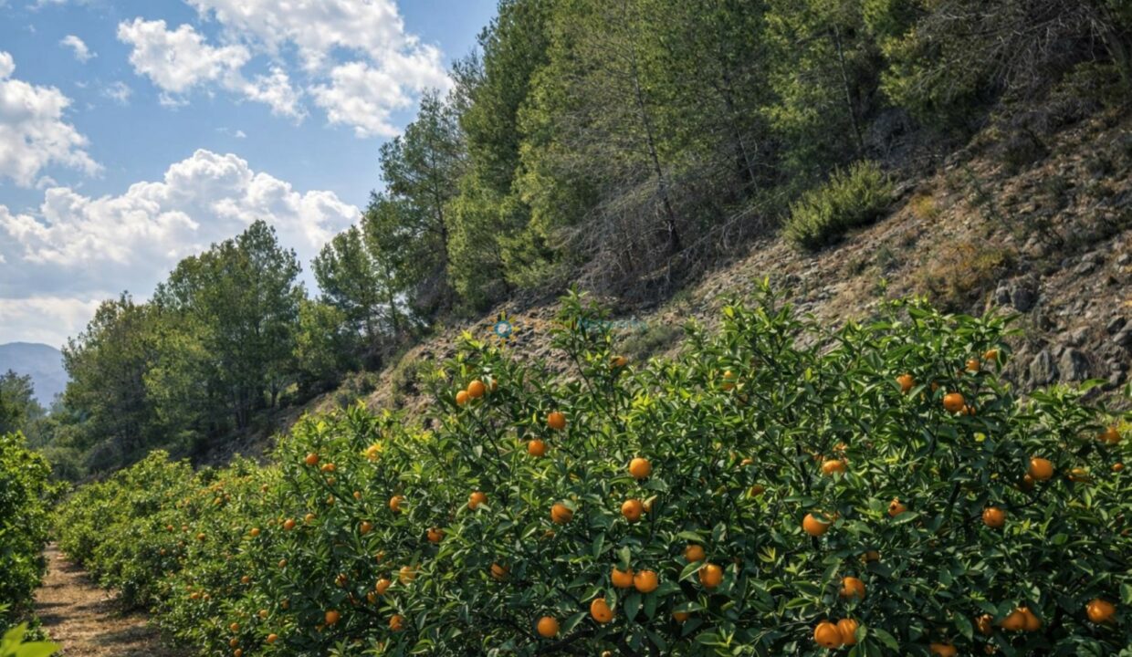 Huerto de naranjas y paisaje montañoso