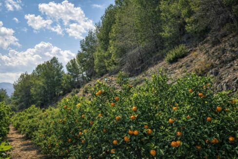 Huerto de naranjas y paisaje montañoso