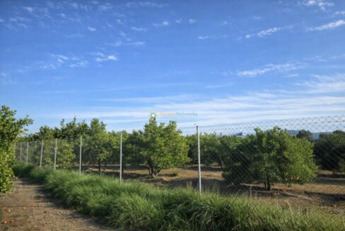 Huerto de naranjos y cerca metálica