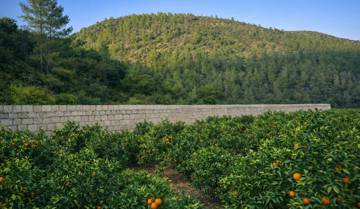 Huerto de naranjos y pared de piedra