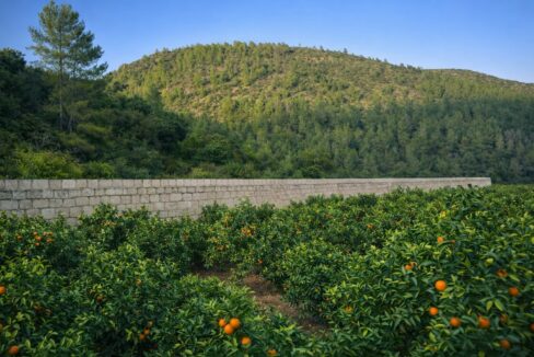 Huerto de naranjos y pared de piedra