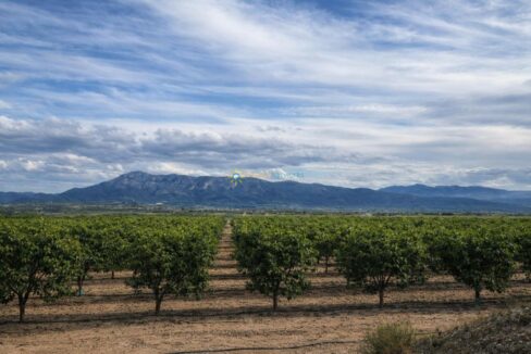 Huerto en el valle con montañas
