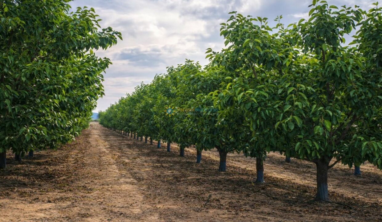 Huerto frutal bajo cielo nublado