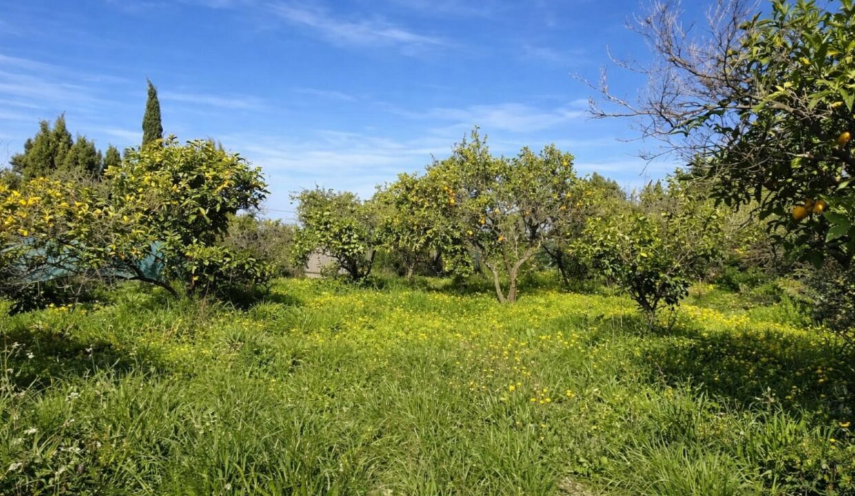 Huerto lleno de frutas y flores
