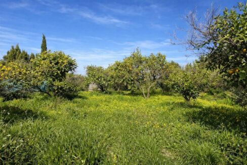 Huerto lleno de frutas y flores