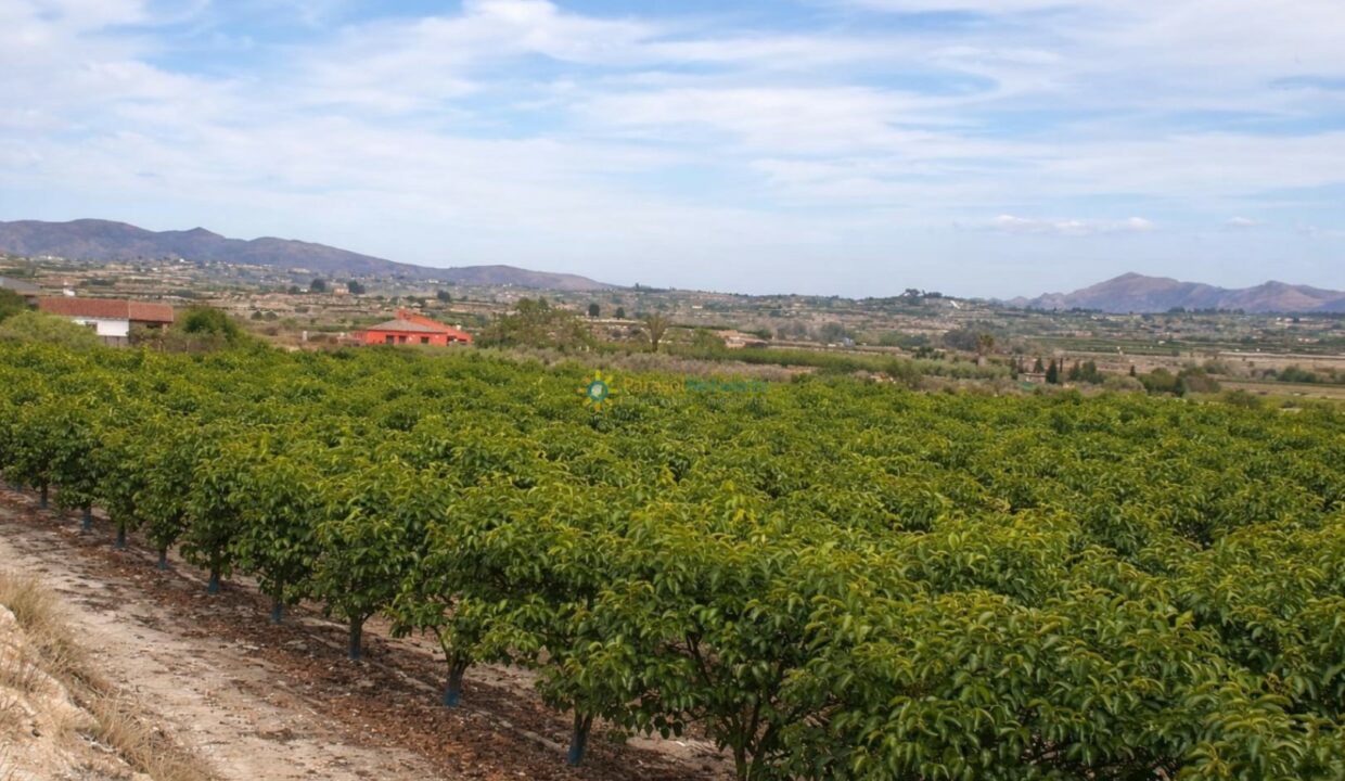 Huerto verde bajo un cielo claro