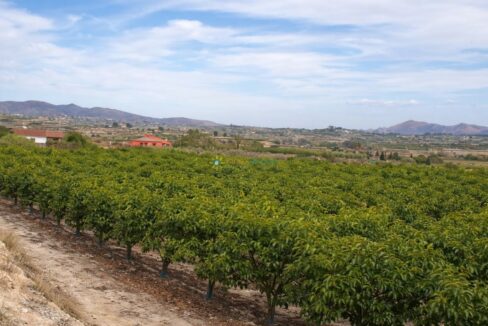 Huerto verde bajo un cielo claro