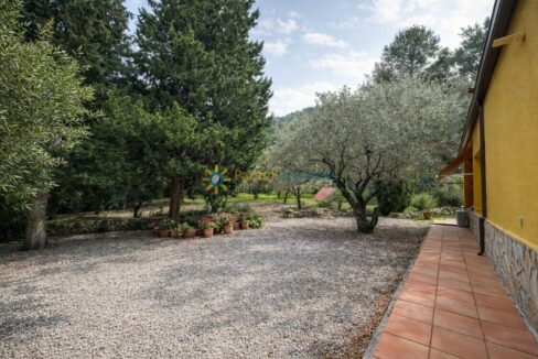 Jardín con olivo y geranios