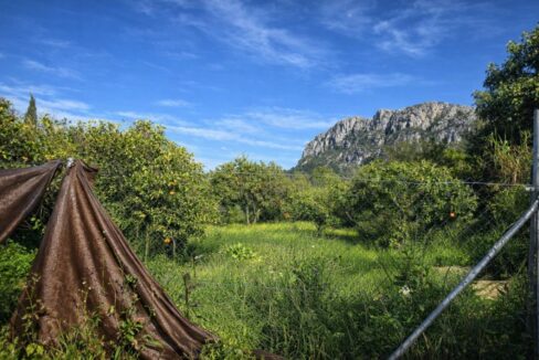 Jardín exuberante bajo el cielo azul