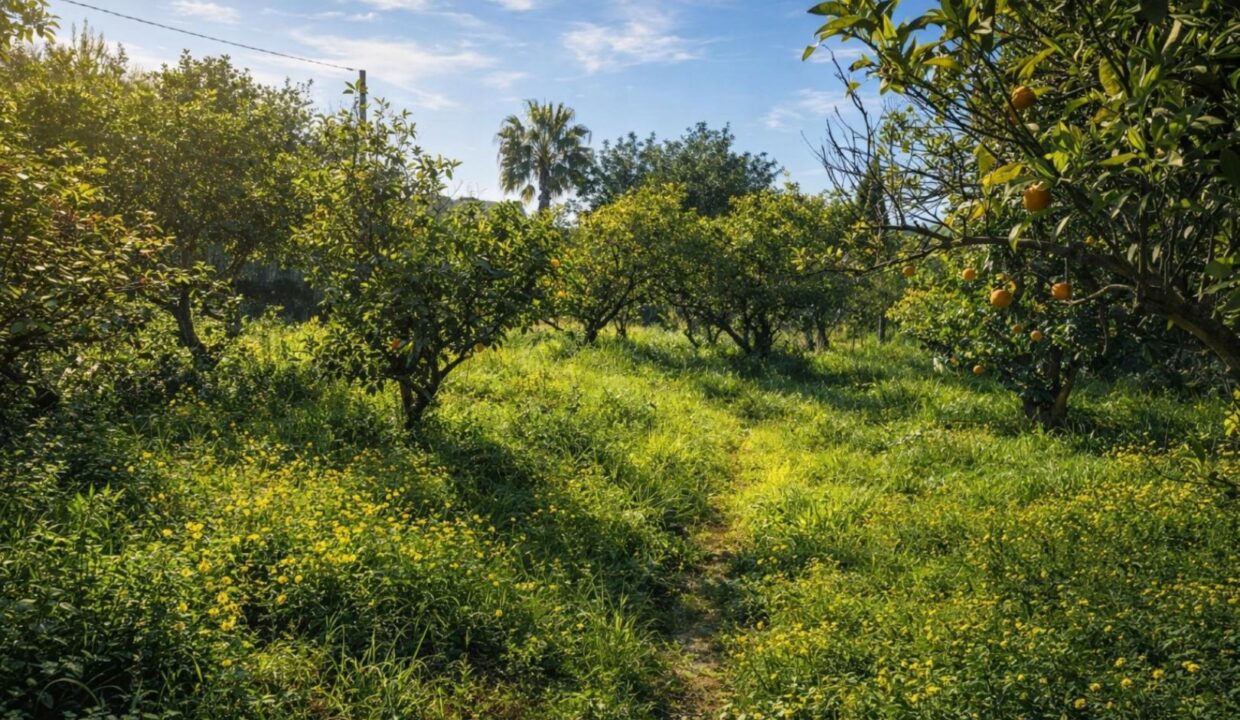 Jardín frutal iluminado por el sol (1)