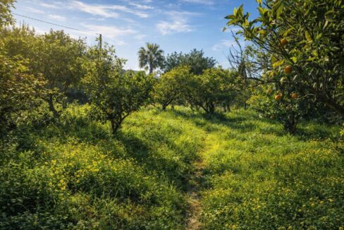 Jardín frutal iluminado por el sol (1)