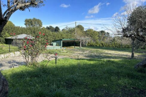 Jardín soleado con olivares y flores rojas