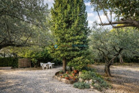 Jardín tranquilo con olivos y cipreses