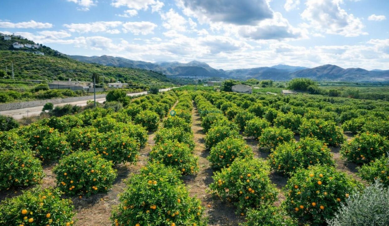 Naranjos bajo un cielo brillante