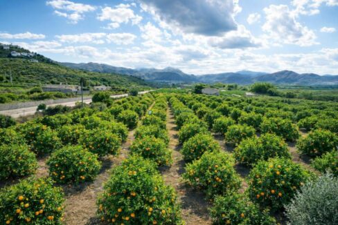Naranjos bajo un cielo brillante
