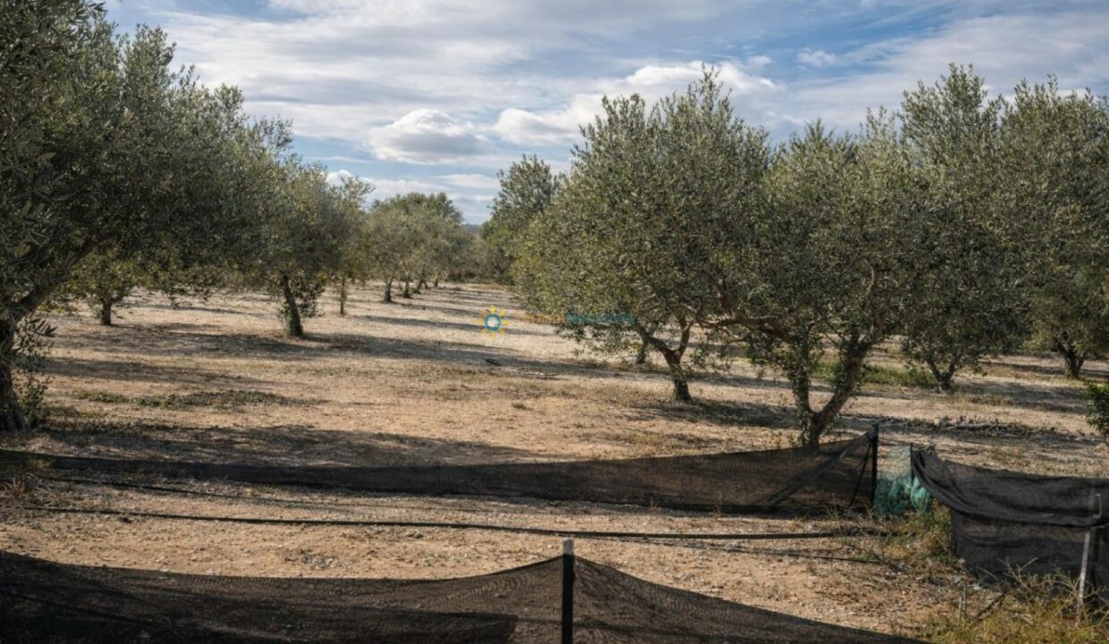 Olivar bajo cielo nublado