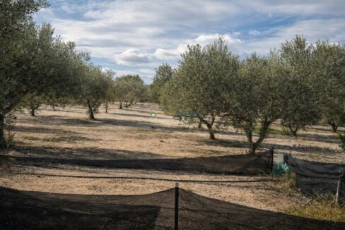 Olivar bajo cielo nublado