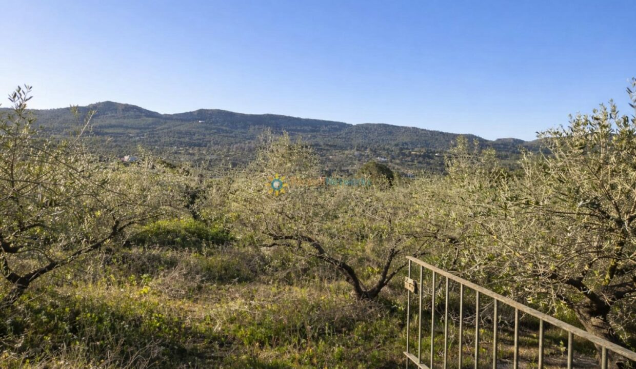 Olivos al atardecer sobre colinas