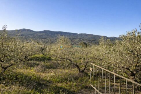 Olivos al atardecer sobre colinas