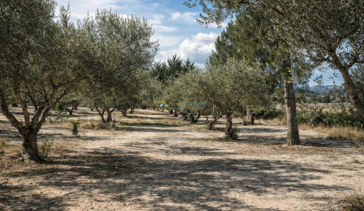 Olivos junto a las montañas
