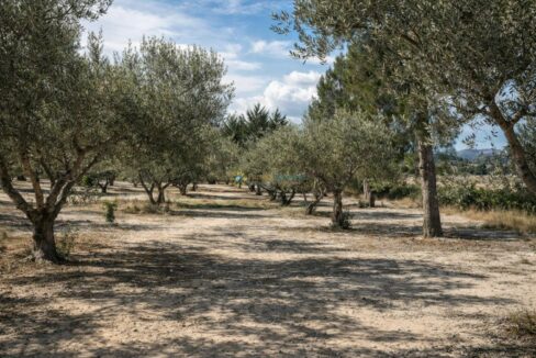 Olivos junto a las montañas