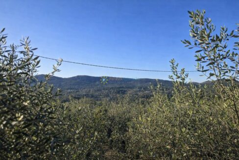 Paisaje mediterráneo con olivos y colinas