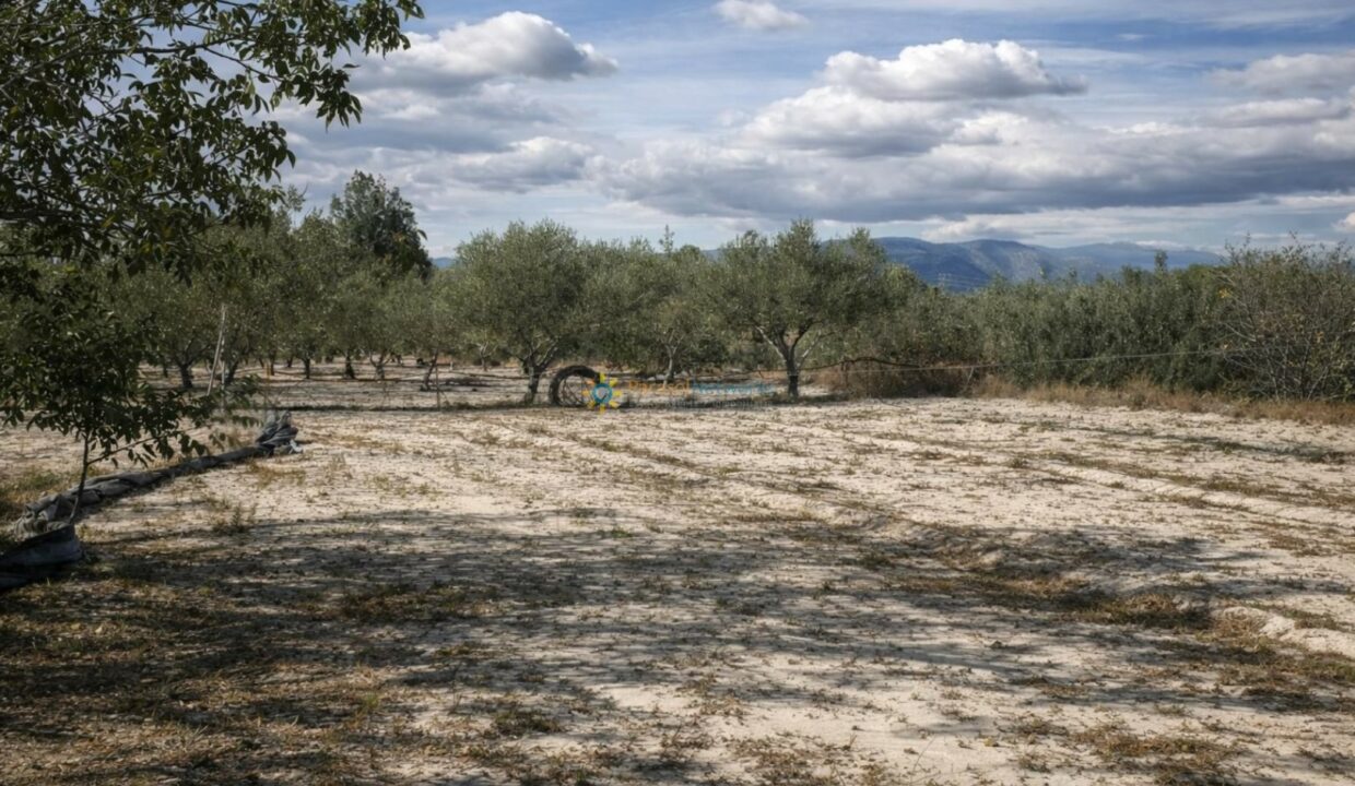 Paisaje mediterráneo con olivos y montañas