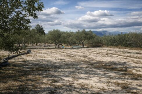 Paisaje mediterráneo con olivos y montañas