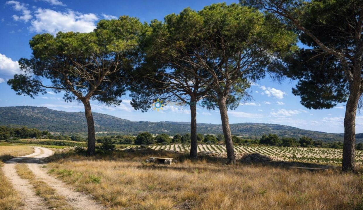 Paisaje mediterráneo con pinos y viñedos