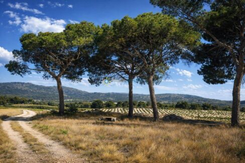 Paisaje mediterráneo con pinos y viñedos