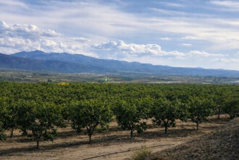 Paisaje rural con huerto y montañas