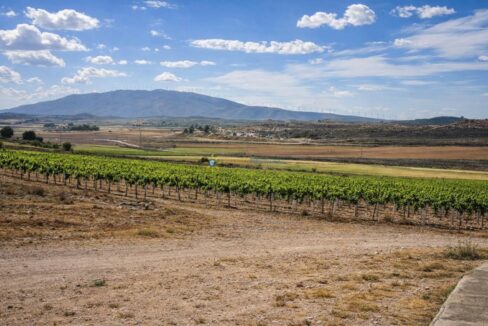 Paisaje rural con viñedo y montañas