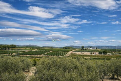 Paisaje rural mediterráneo con olivos