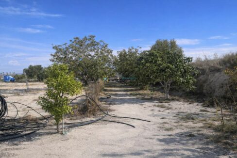 Paisaje semiárido con árboles frutales