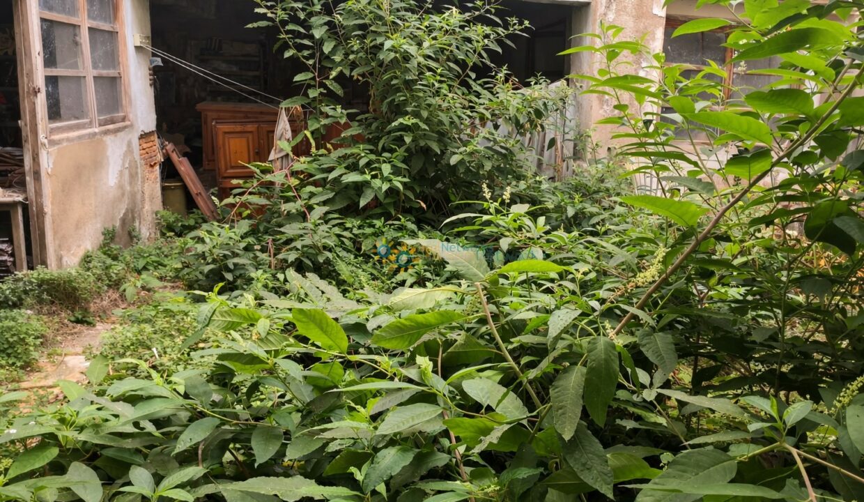 Patio abandonado y cubierto de vegetación